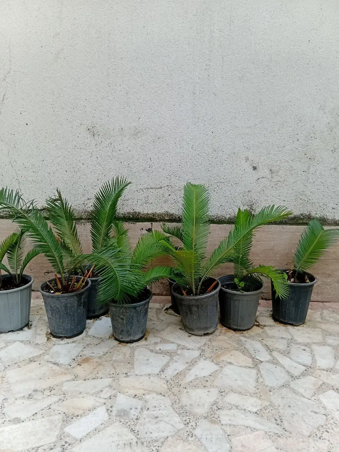 ۱۵ عدد سیکاس جوان|گل و گیاه طبیعی|رشت, رشتیان|دیوار