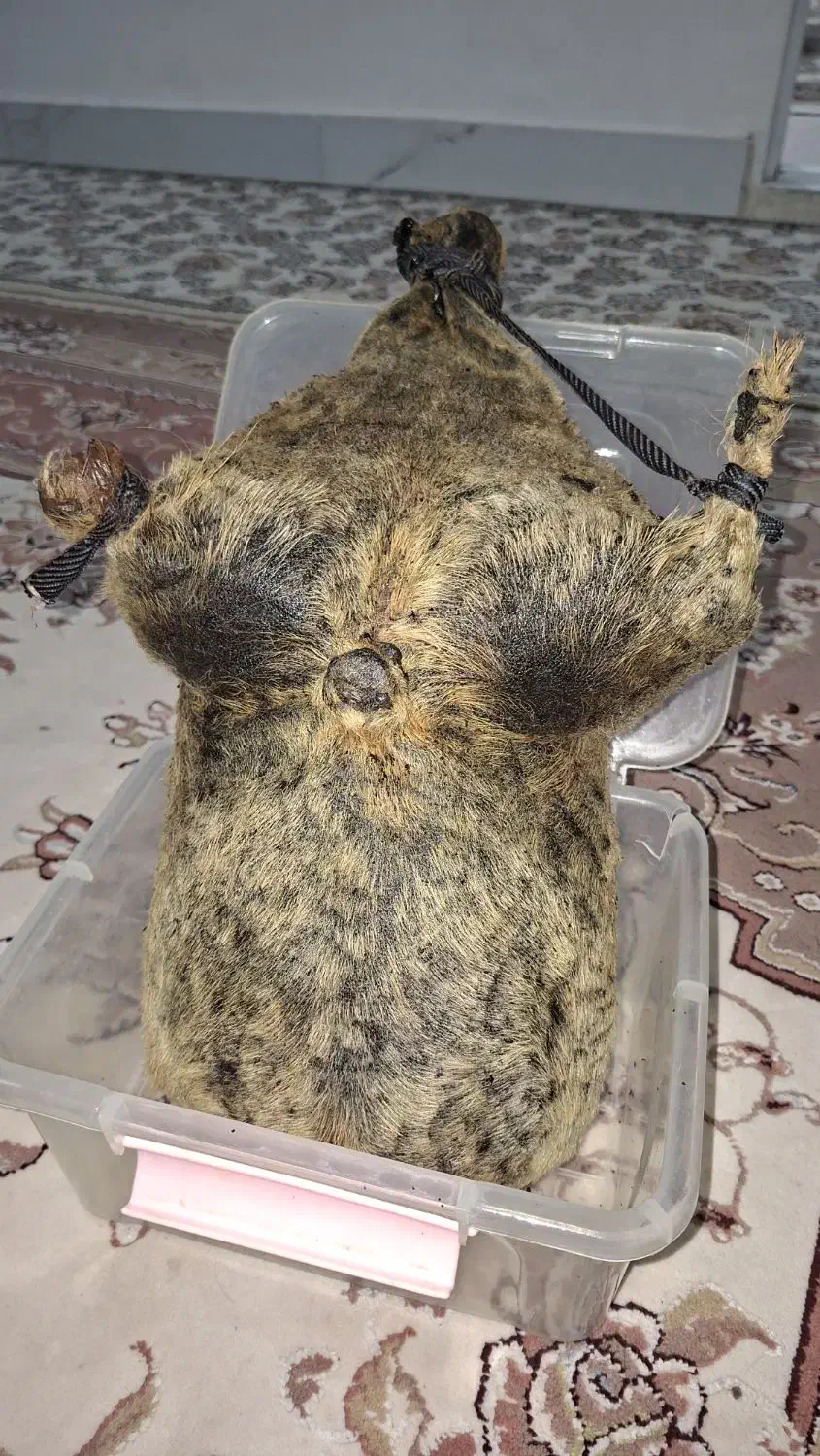 هیزه|ظروف نگهدارنده، پلاستیکی، یک‌بارمصرف|کوهدشت, |دیوار