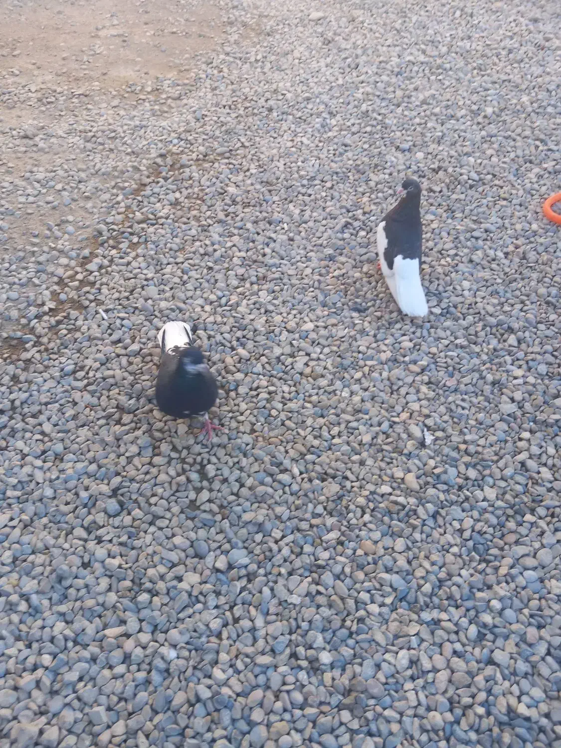 کبوتر شهری|پرنده|برازجان, |دیوار