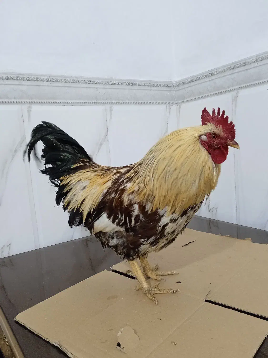 خروس محلی|حیوانات مزرعه|نسیمشهر, |دیوار