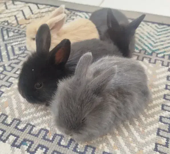 خرگوش لپی امریکایی|موش و خرگوش|تایباد, |دیوار