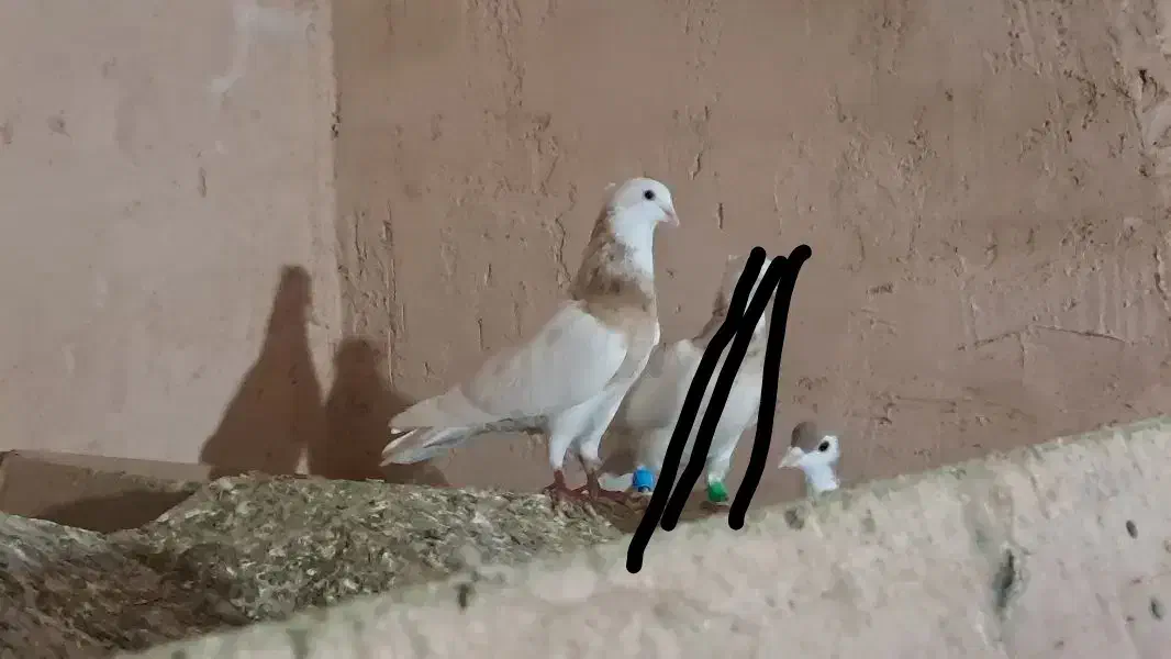 طوقی زرد|حیوانات|سبزوار, هویزه|دیوار