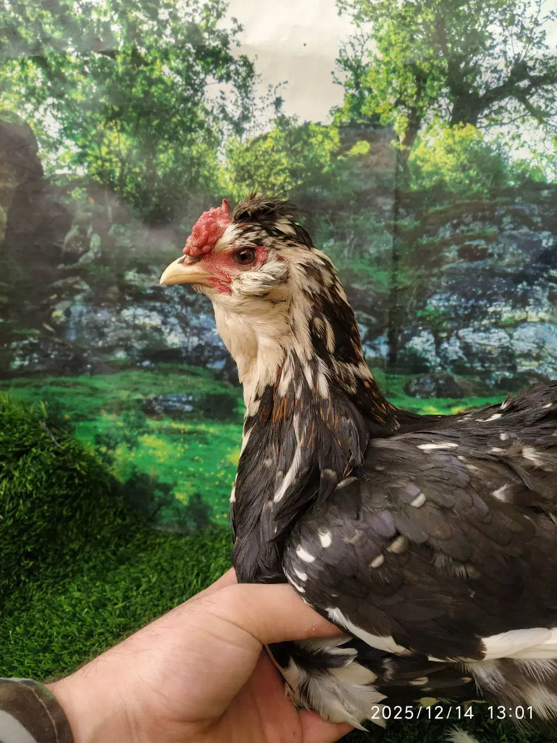 تخم مرغ نطفه دار گلین لری|حیوانات مزرعه|مشهد, چاهشک|دیوار