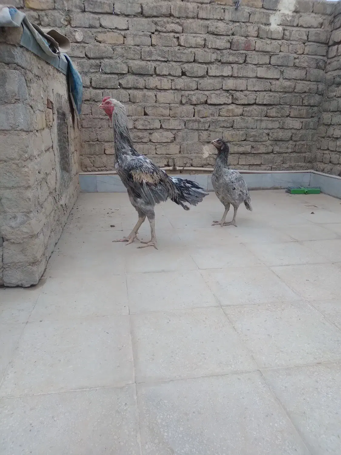 فروش و معاوضه مرغ خروس لاری دورگ هندی اوشامو|حیوانات مزرعه|قنوات, |دیوار