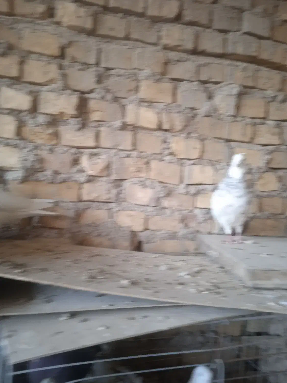 کفتر طوقی|پرنده|یزد, |دیوار