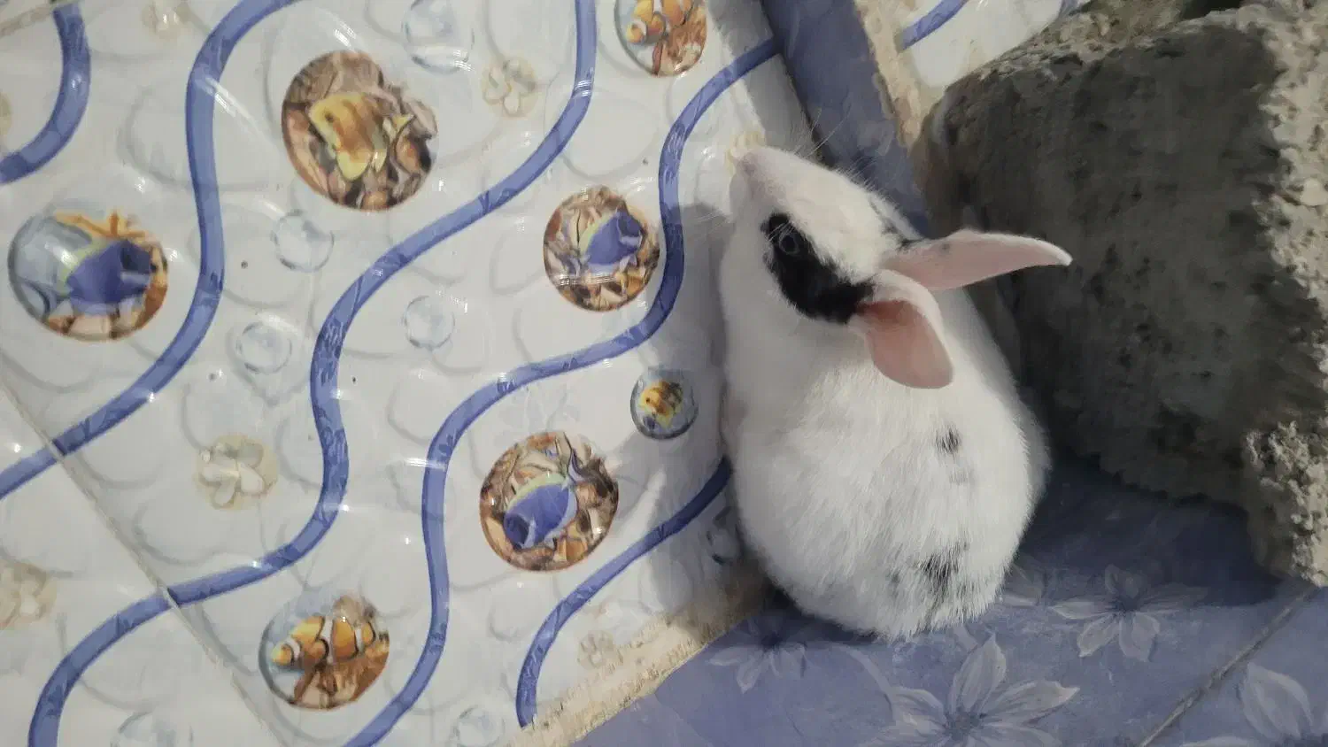 خرگوش|موش و خرگوش|برازجان, |دیوار