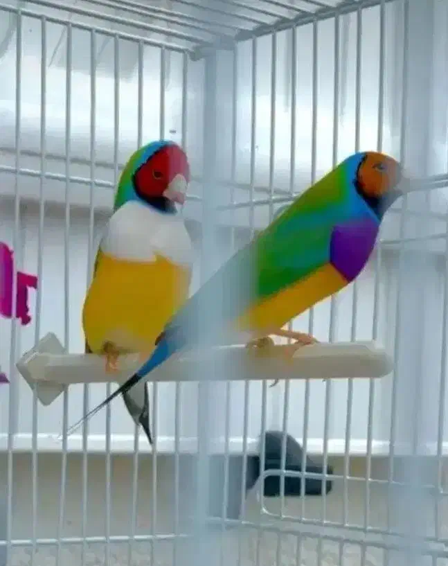 فنچ گلدین|پرنده|قزوین, |دیوار