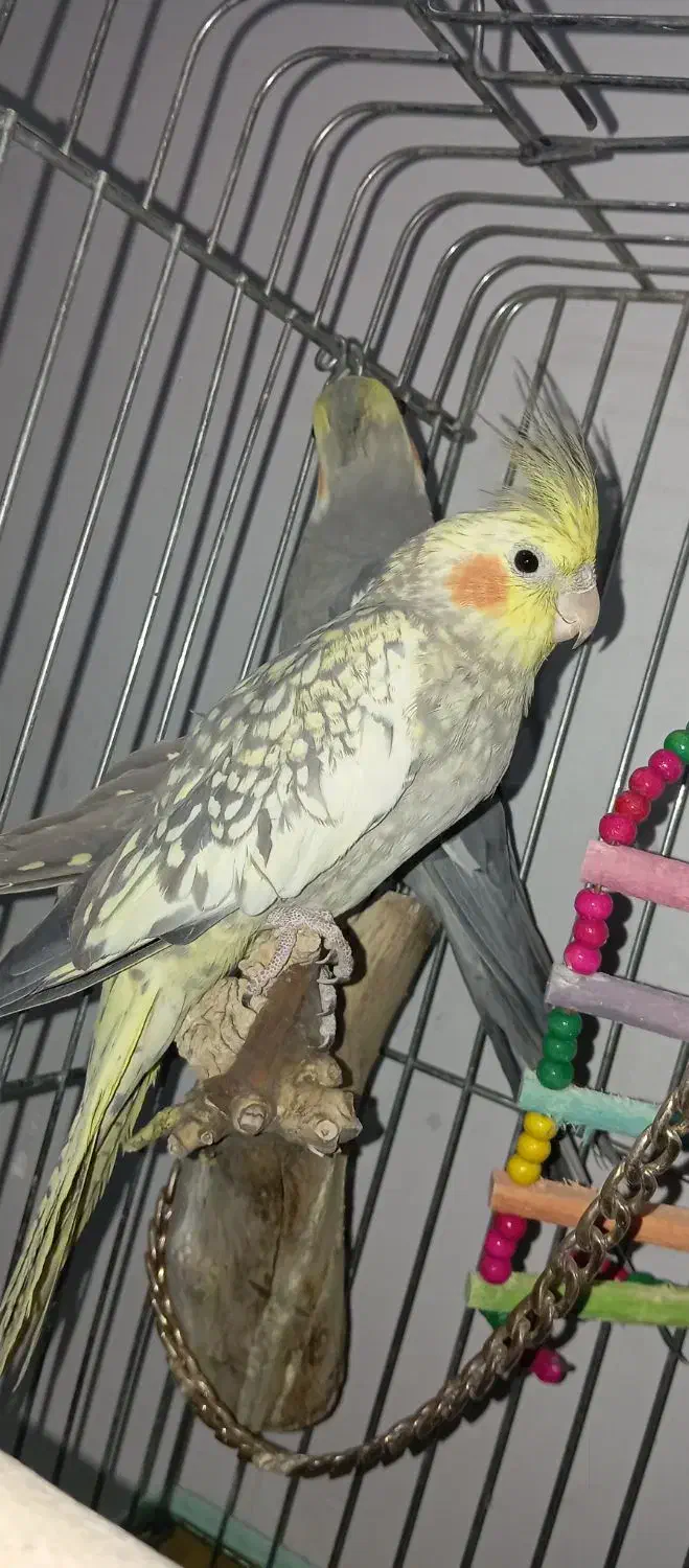 جفت عروس هلندی نیمه دستی|پرنده|کازرون, |دیوار