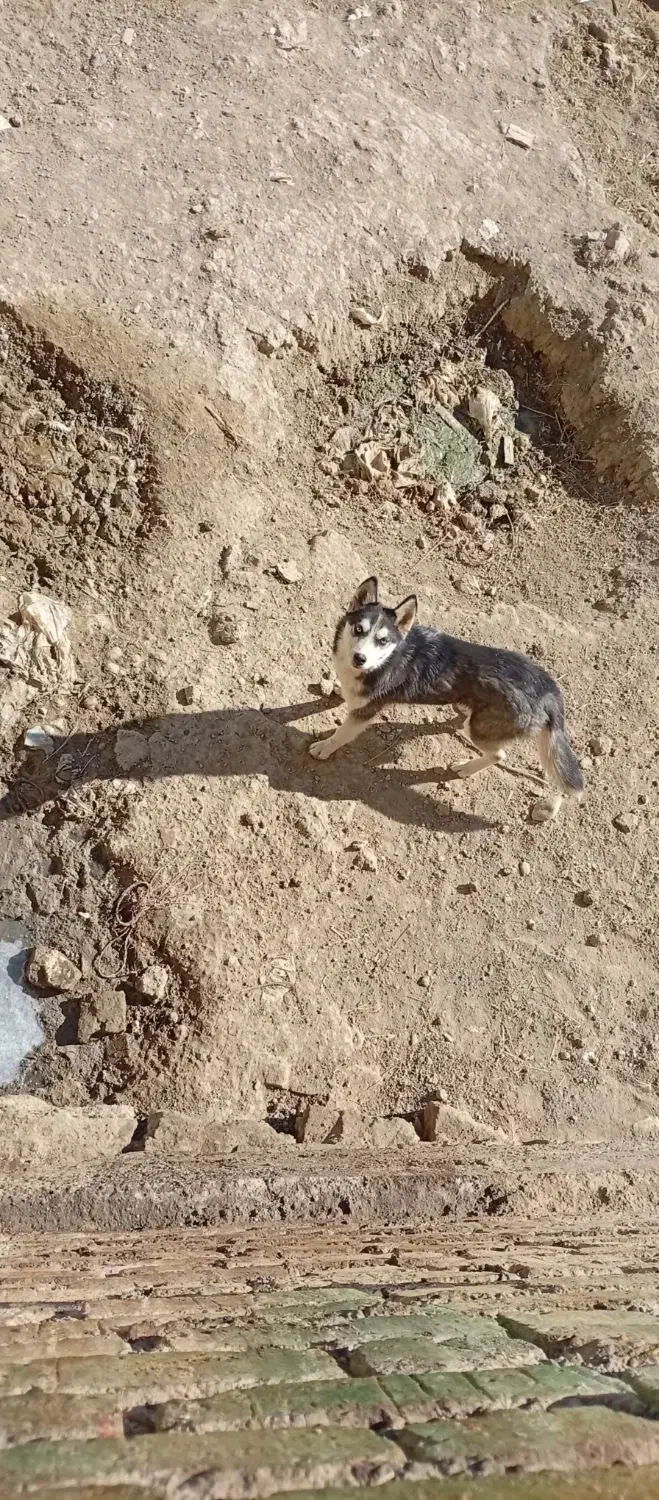 هاسکی|سگ|ارومیه, |دیوار