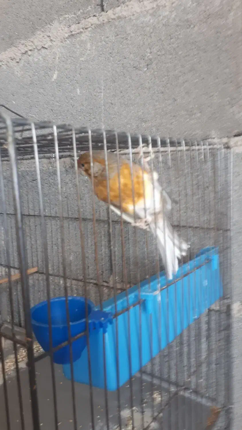 یک جفت قناری رسمی بلند (نر مست)|پرنده|بروجرد, |دیوار