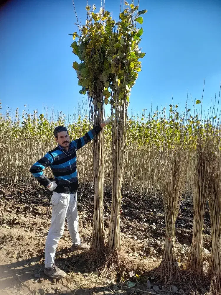 ارائه انواع نهال صنوبر ونهال میوه|خدمات باغبانی و درختکاری|نورآباد ممسنی, |دیوار