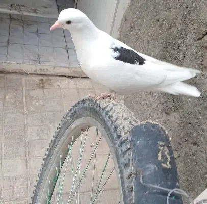 جوجه کفتر|پرنده|چناران, |دیوار