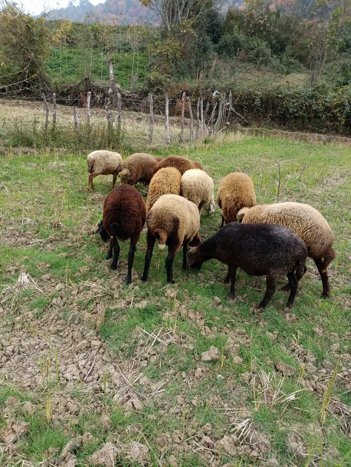 گوسفند بره نر|حیوانات مزرعه|پایین هولار, |دیوار