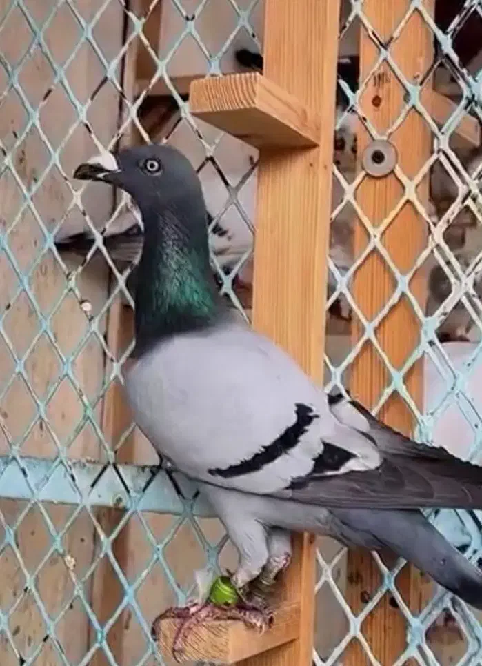 پلاکی|پرنده|لردگان, |دیوار