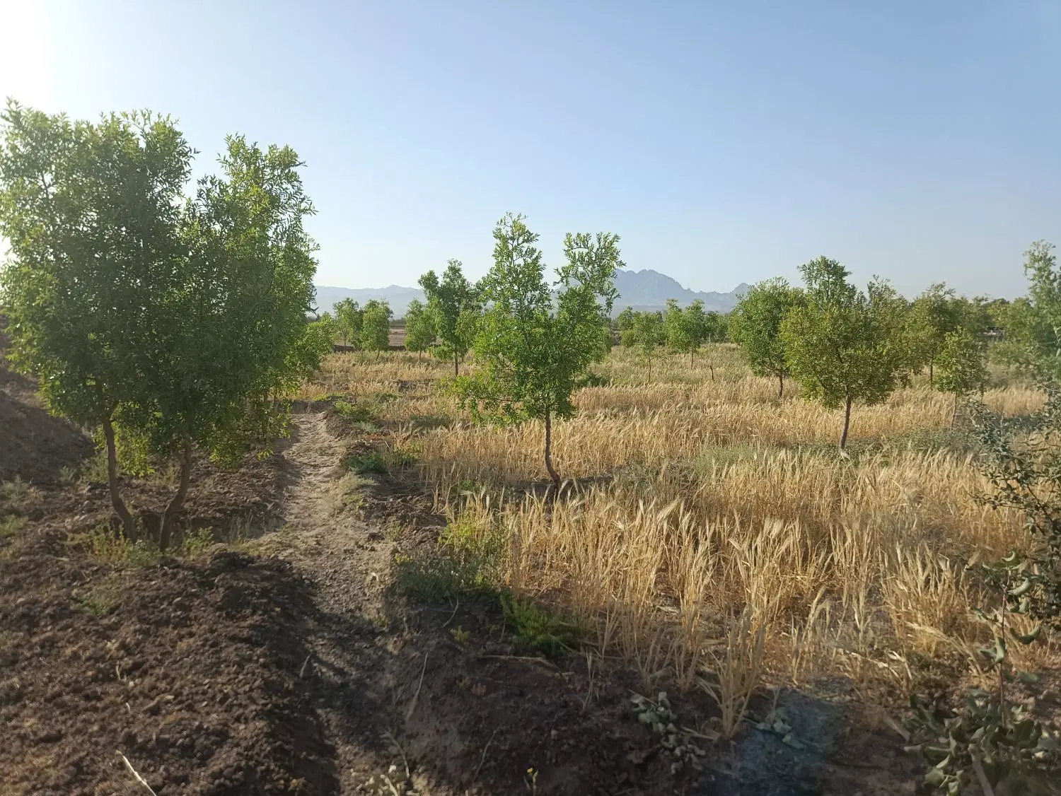 مقداری جو|عمده‌فروشی|خوسف, |دیوار
