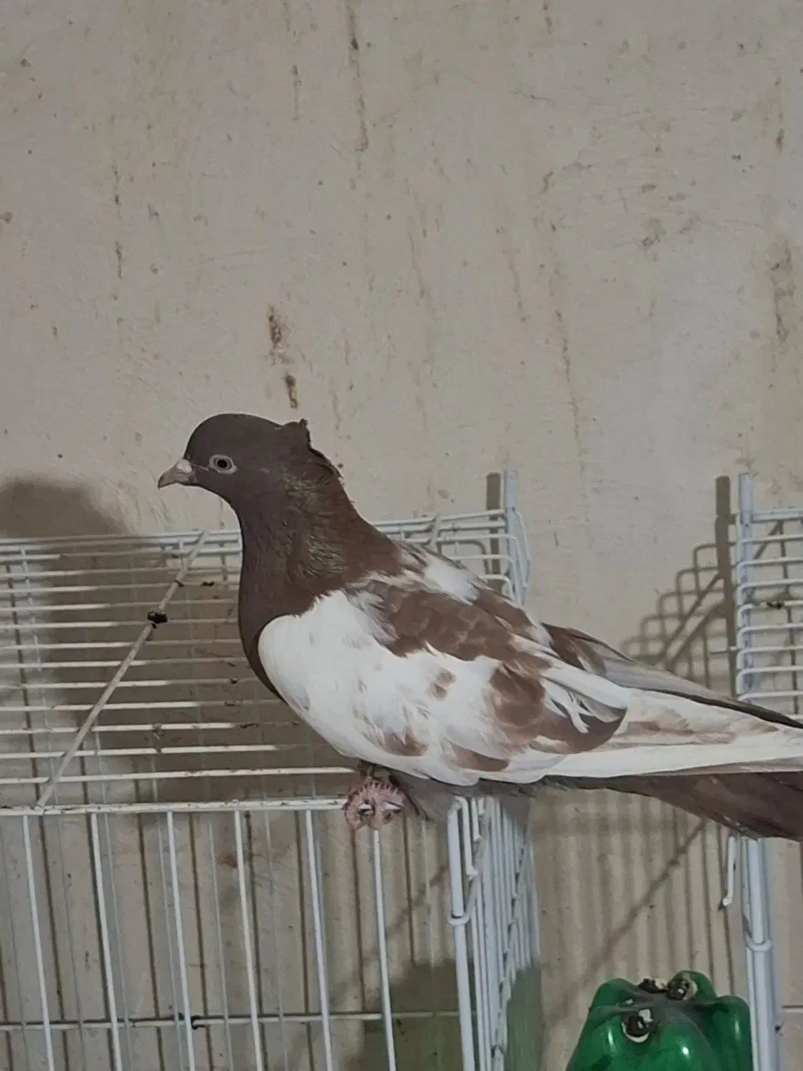 سینه سرخ ماده|پرنده|خورموج, |دیوار