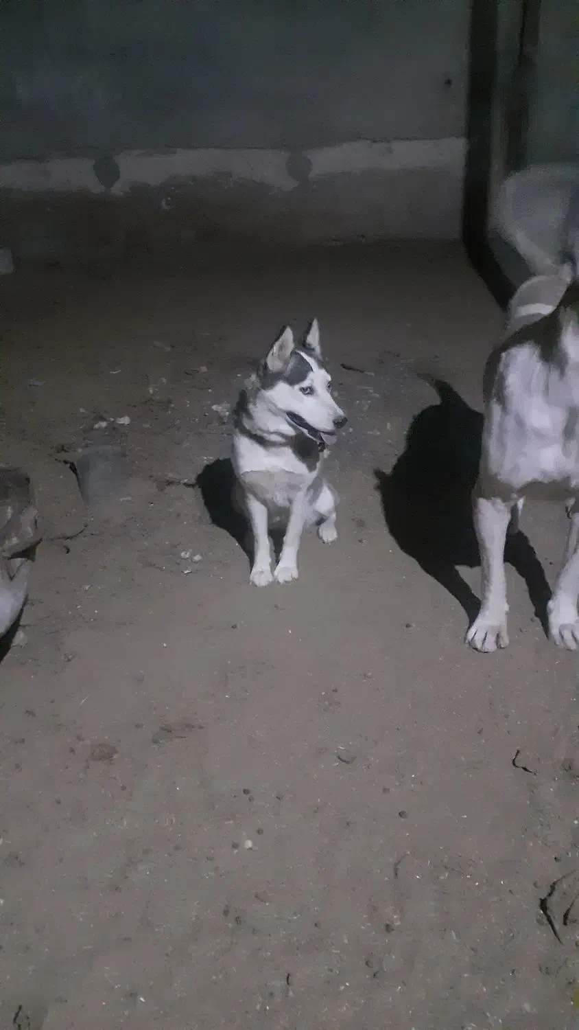 سگ هاسکی ماده|سگ|قم, لسانی|دیوار