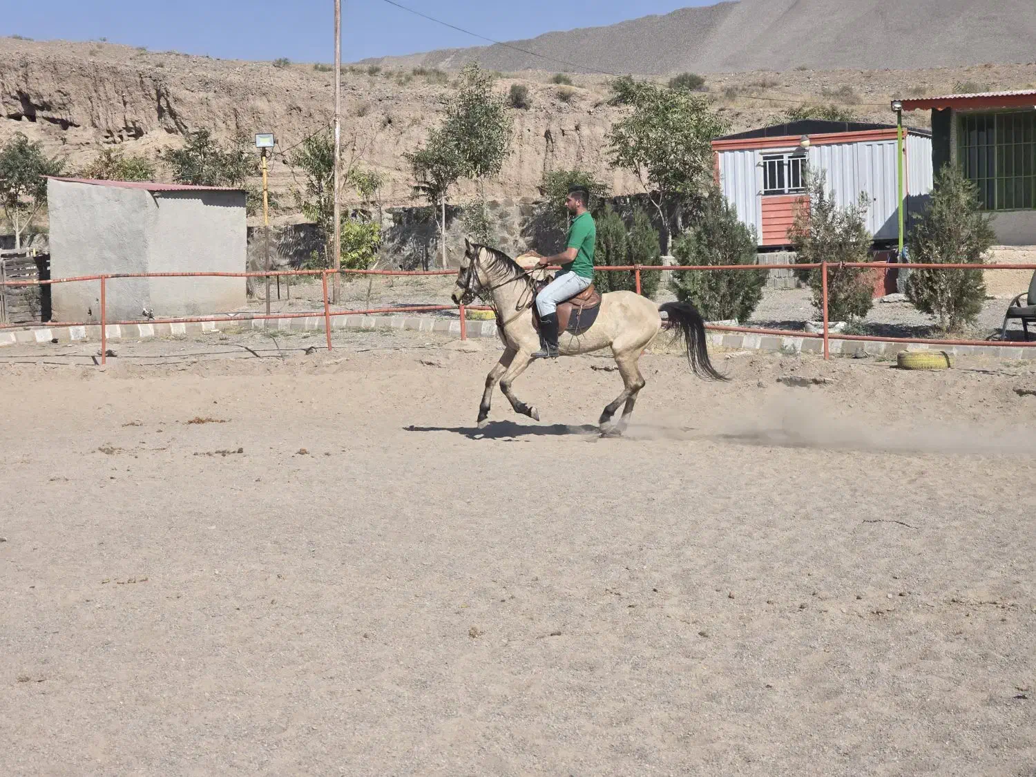 اسب نریون اصل ترکمن|اسب و تجهیزات اسبسواری|میانه, |دیوار