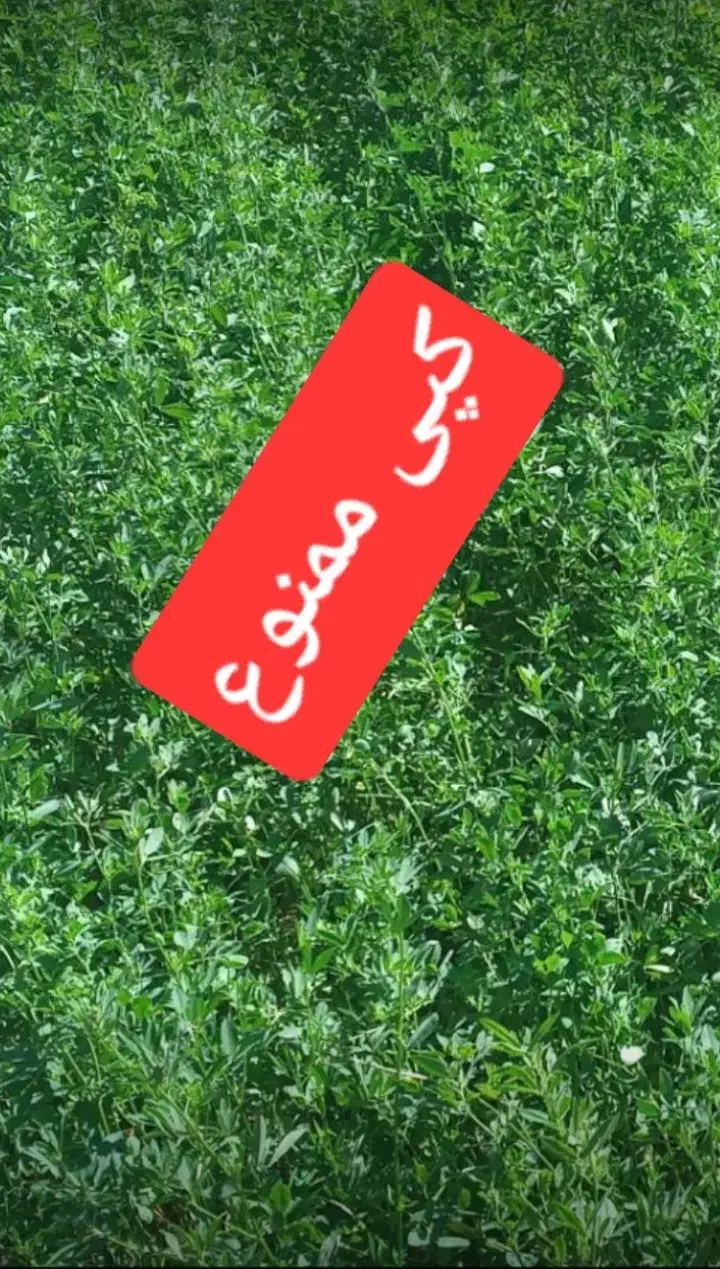 بذر آمریکایی|خدمات باغبانی و درختکاری|بهبهان, |دیوار