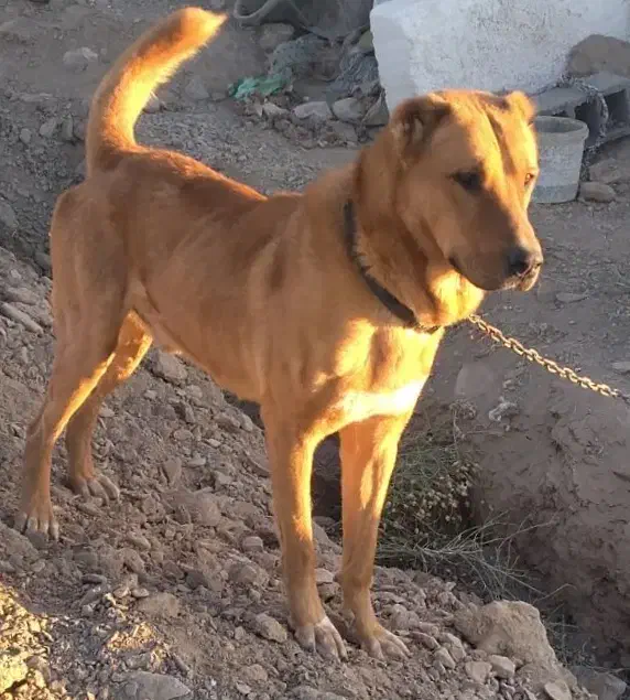 سگ گل ای|سگ|ملک‌آباد, |دیوار