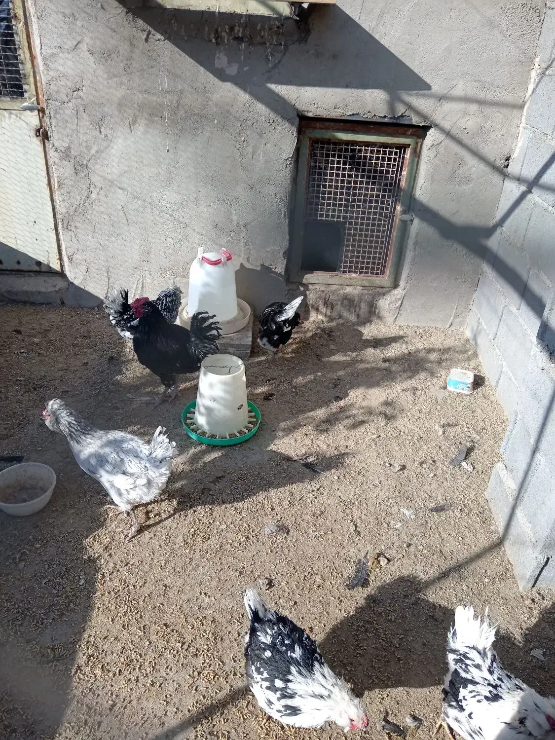 3عدد مرغ ویک عدد خروس گلین|حیوانات مزرعه|شهرضا, |دیوار