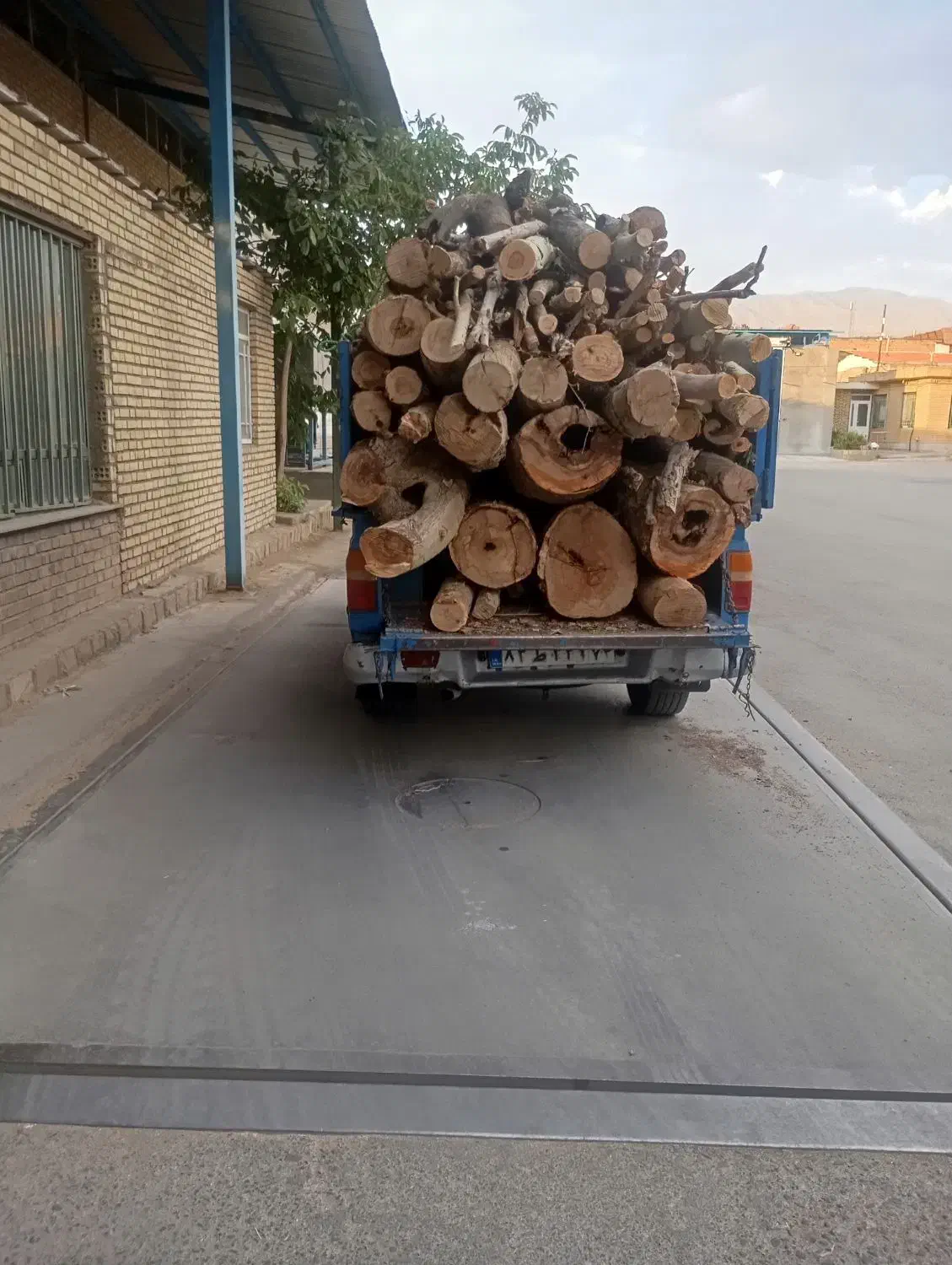 خرید کنده درخت و چوب سقفی|خدمات باغبانی و درختکاری|نیشابور, تریا پارک|دیوار