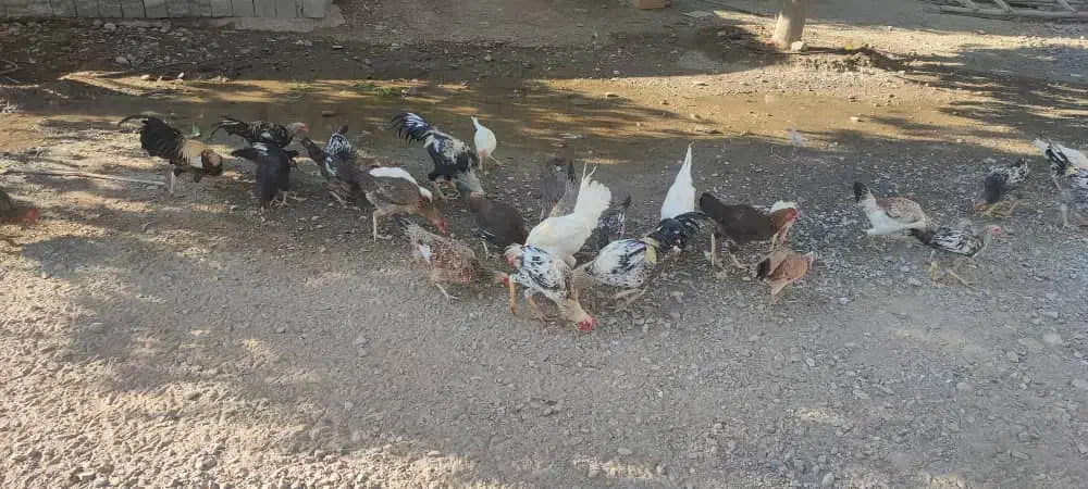 فروش مرغ های محلی منوجان.|حیوانات مزرعه|منوجان, |دیوار