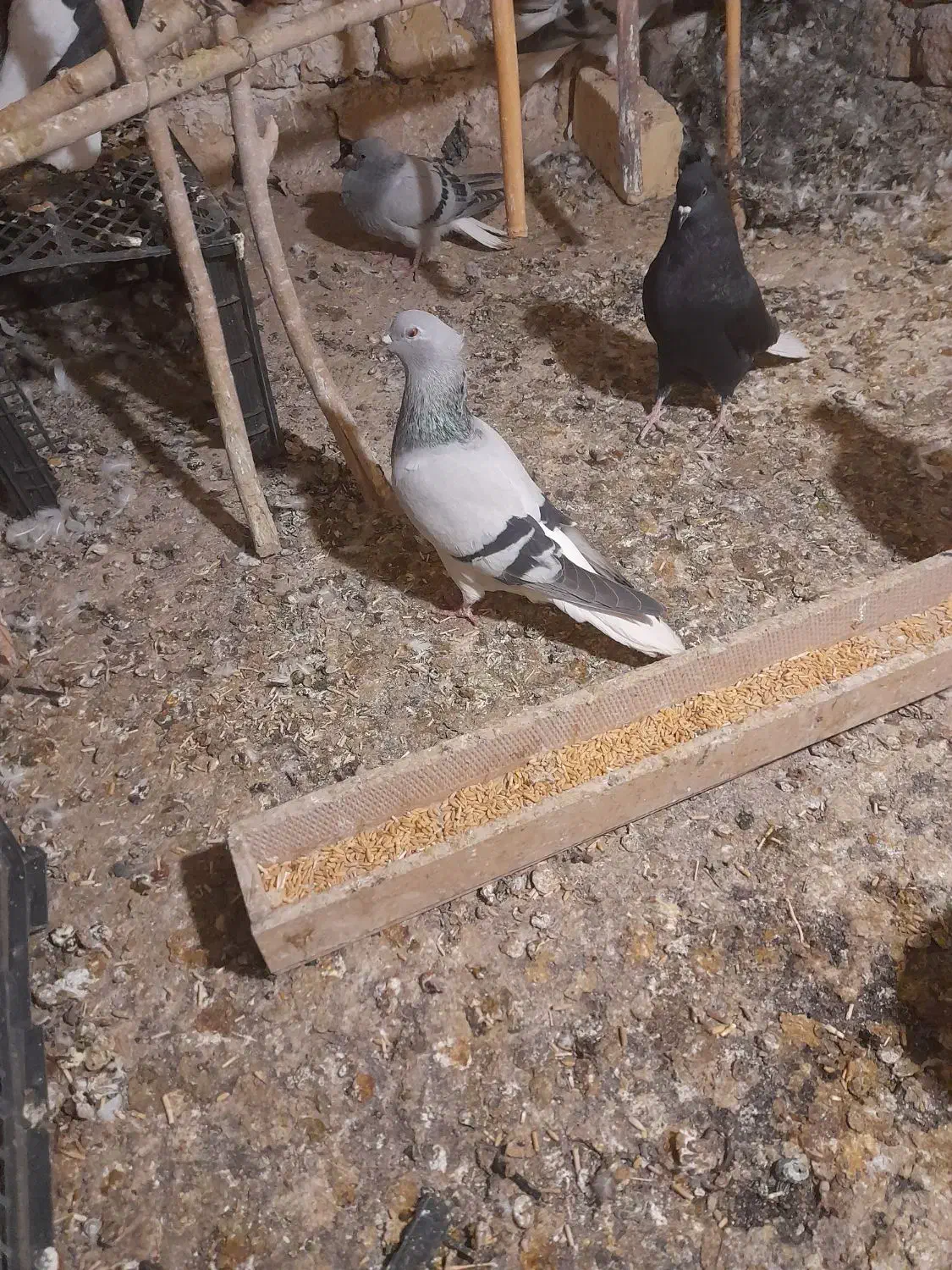 کبوددمسفید ماده|پرنده|قزوین, |دیوار