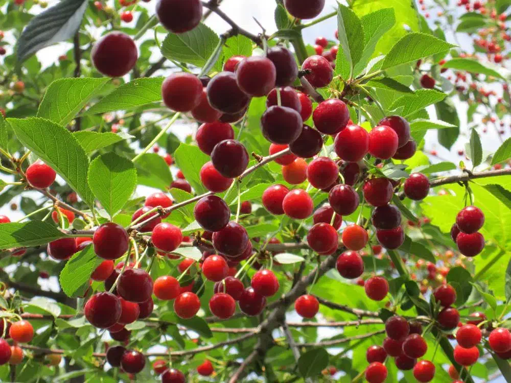 نهالستان تخصصی عرفان نهال|خدمات باغبانی و درختکاری|سلماس, |دیوار