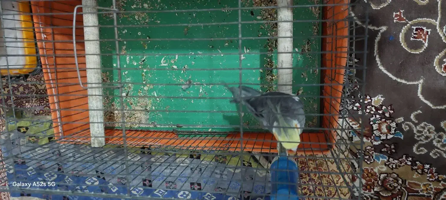 عروس هلندی نر بالغ|پرنده|تهران, شهرک رضویه|دیوار