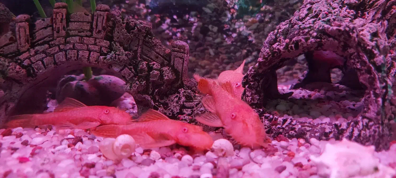 پوزه بوته ای آلبینو بالغ با بهترین تغذیه|ماهی|رباط‌کریم, رباط‌کریم|دیوار