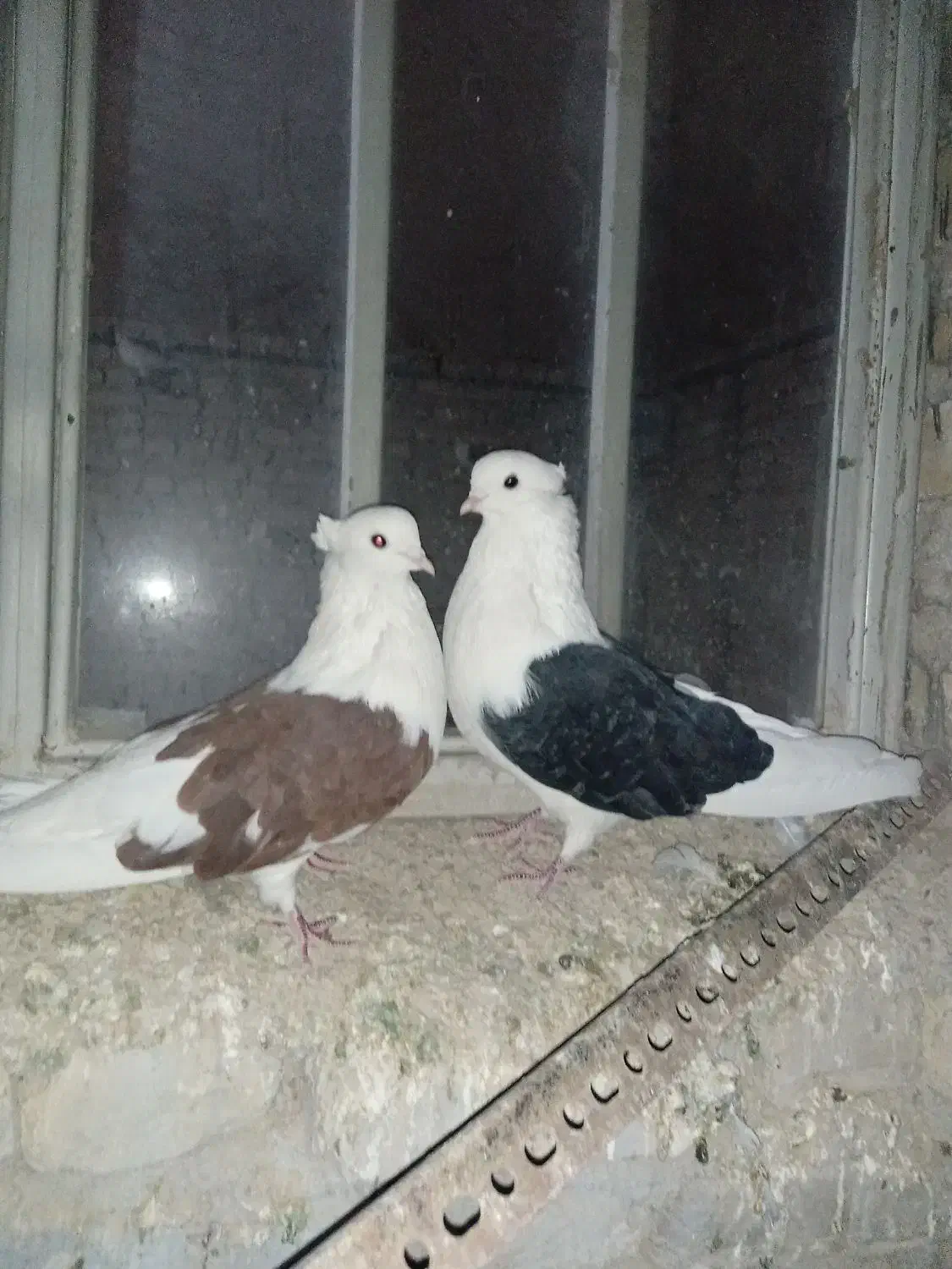 کشیده بلند|پرنده|اقلید, |دیوار