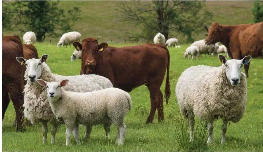 استخدام کارگر دامداری|استخدام سرایداری و نظافت|خوی, |دیوار