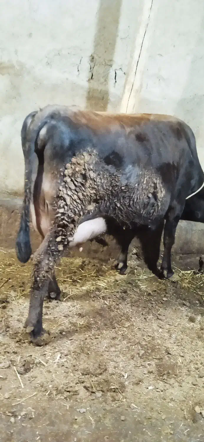 گاو جرسی شیری|حیوانات مزرعه|مهربان, |دیوار