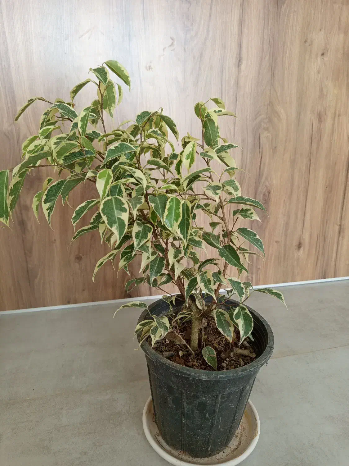 گل اپارتمانی بنجامین ابلق|گل و گیاه طبیعی|شاهینشهر, شهرک هشت بهشت|دیوار