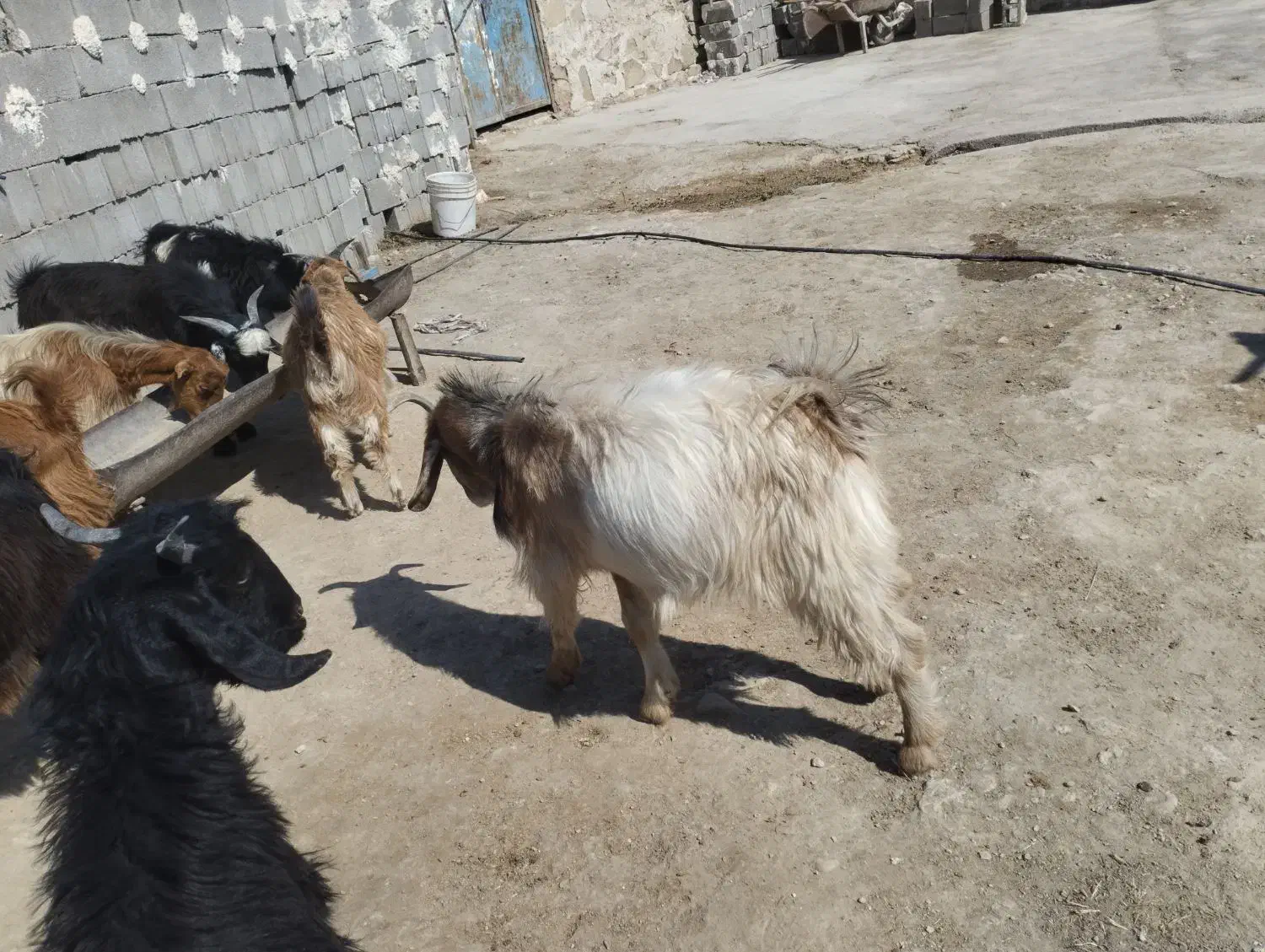 کهره فروشی|حیوانات مزرعه|دهدشت, |دیوار