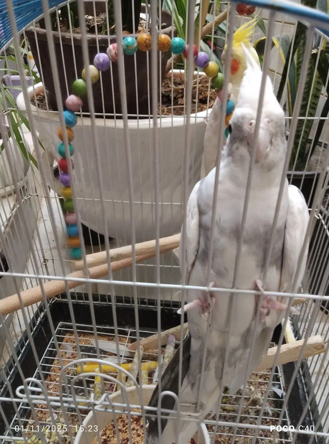 عروس هلندی|پرنده|بیرجند, |دیوار