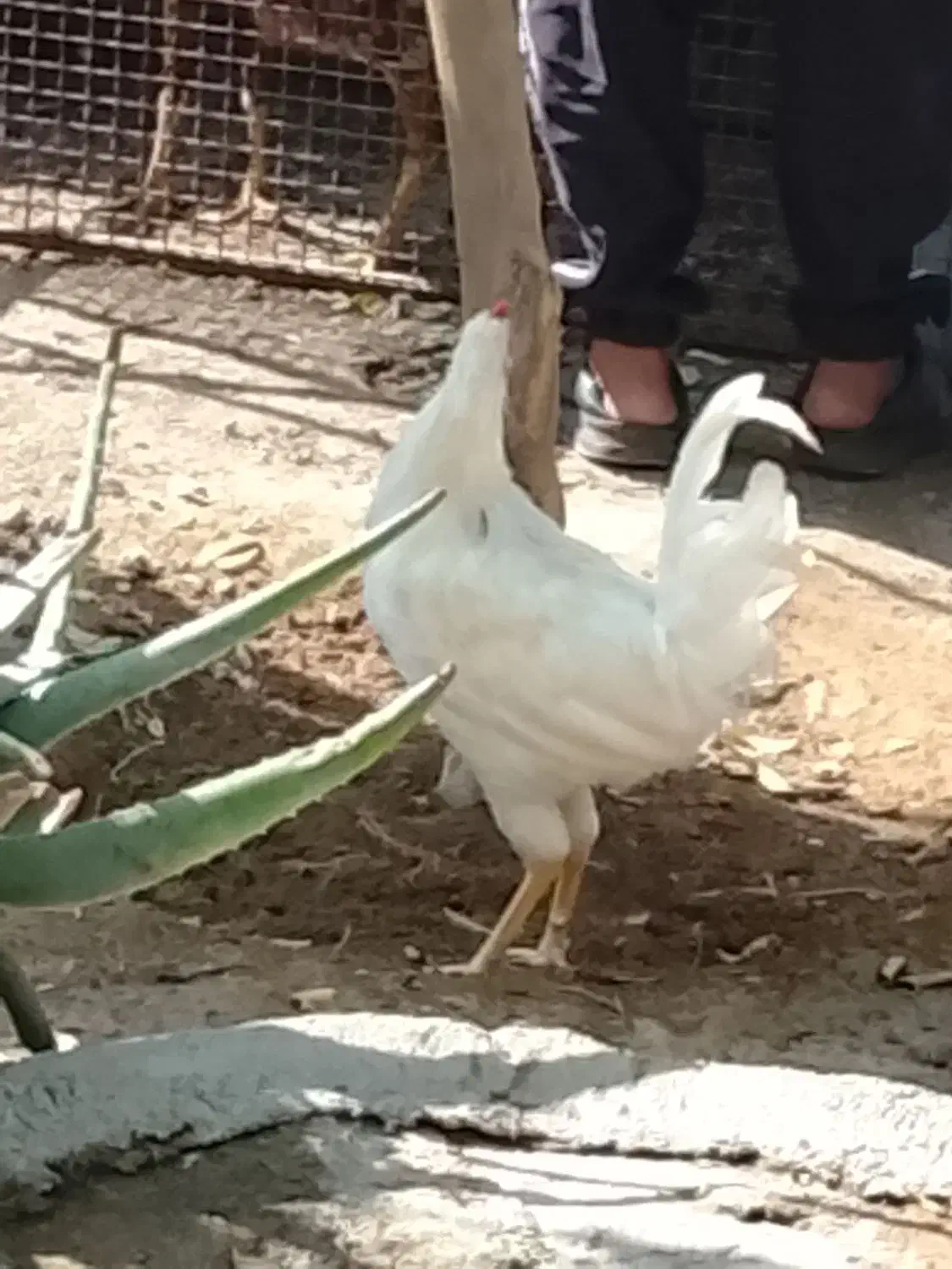 خروس محلی|حیوانات مزرعه|بندر گناوه, |دیوار