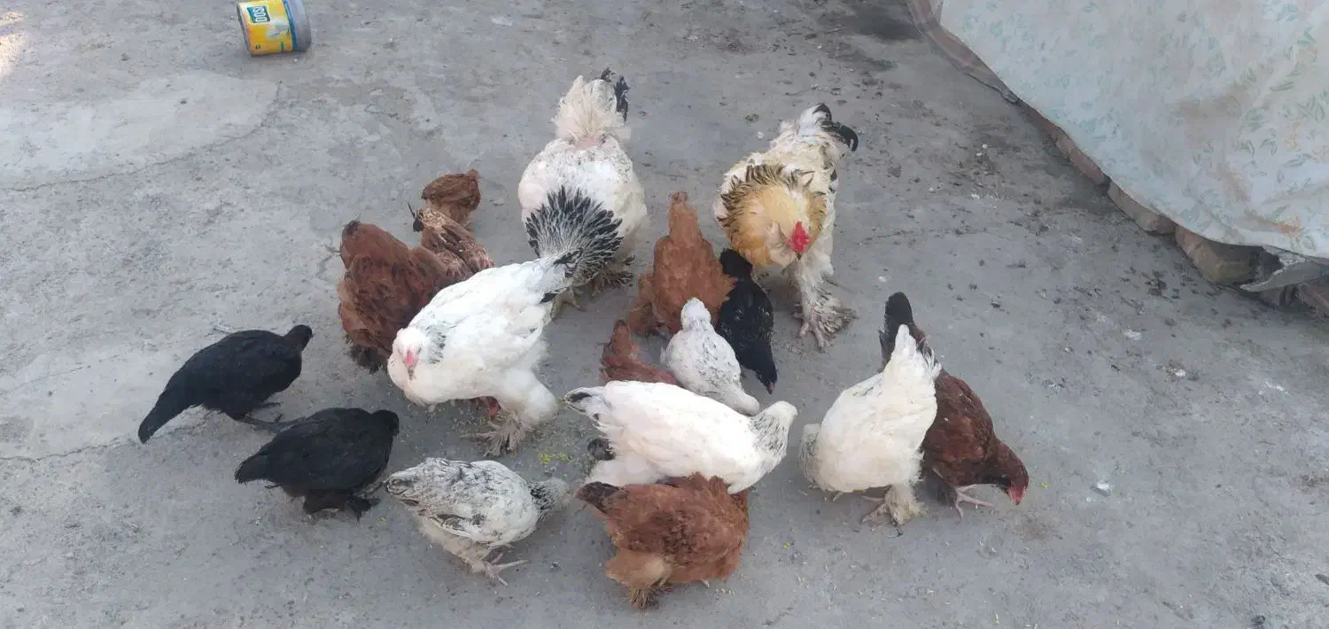 مرغ خروس و جوجه توضیحات خونده شود|حیوانات مزرعه|گرگان, |دیوار