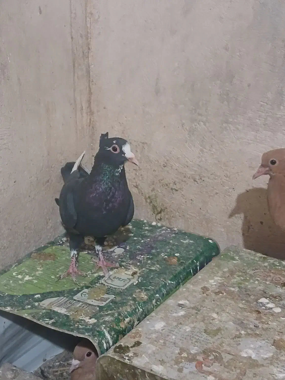 سه عدد ماده|پرنده|کرمان, |دیوار