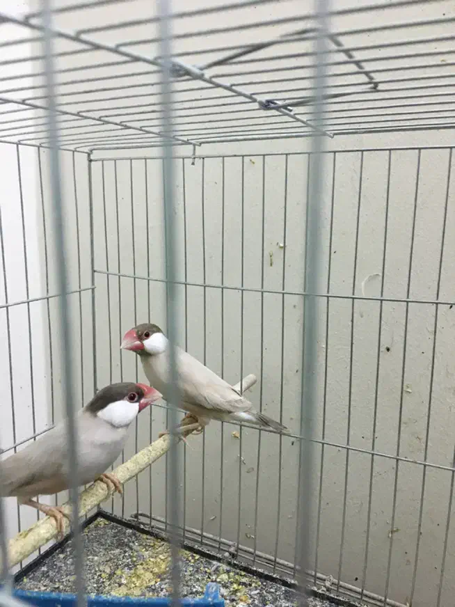 فنچ نرگسی|پرنده|تهران, منیریه|دیوار