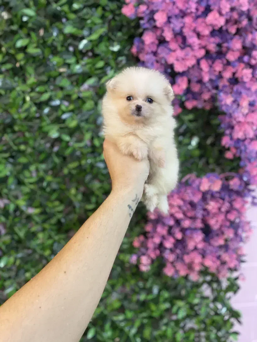 فروش پامرانین واکسینه با ضمانت|سگ|کرج, کوی امامیه|دیوار