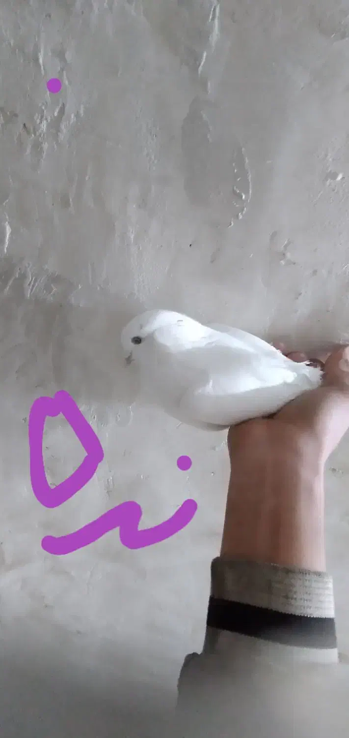 کبوتر|پرنده|مشکیندشت, |دیوار