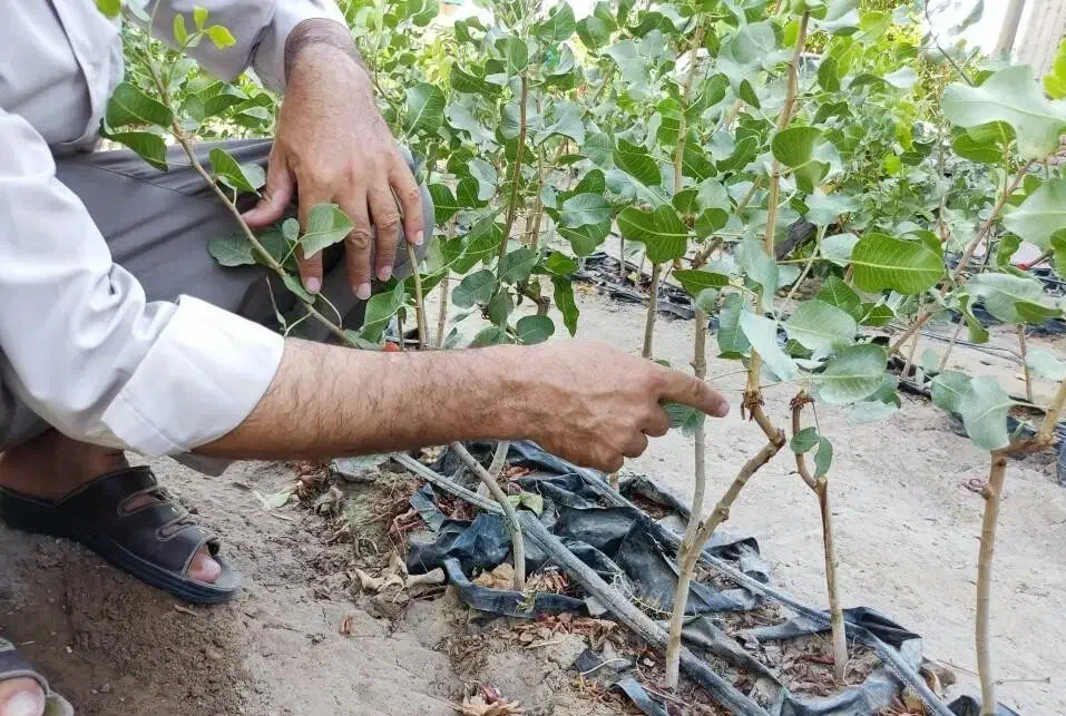 نهال پسته یه ساله دوساله سه ساله|خدمات باغبانی و درختکاری|تاکستان, |دیوار