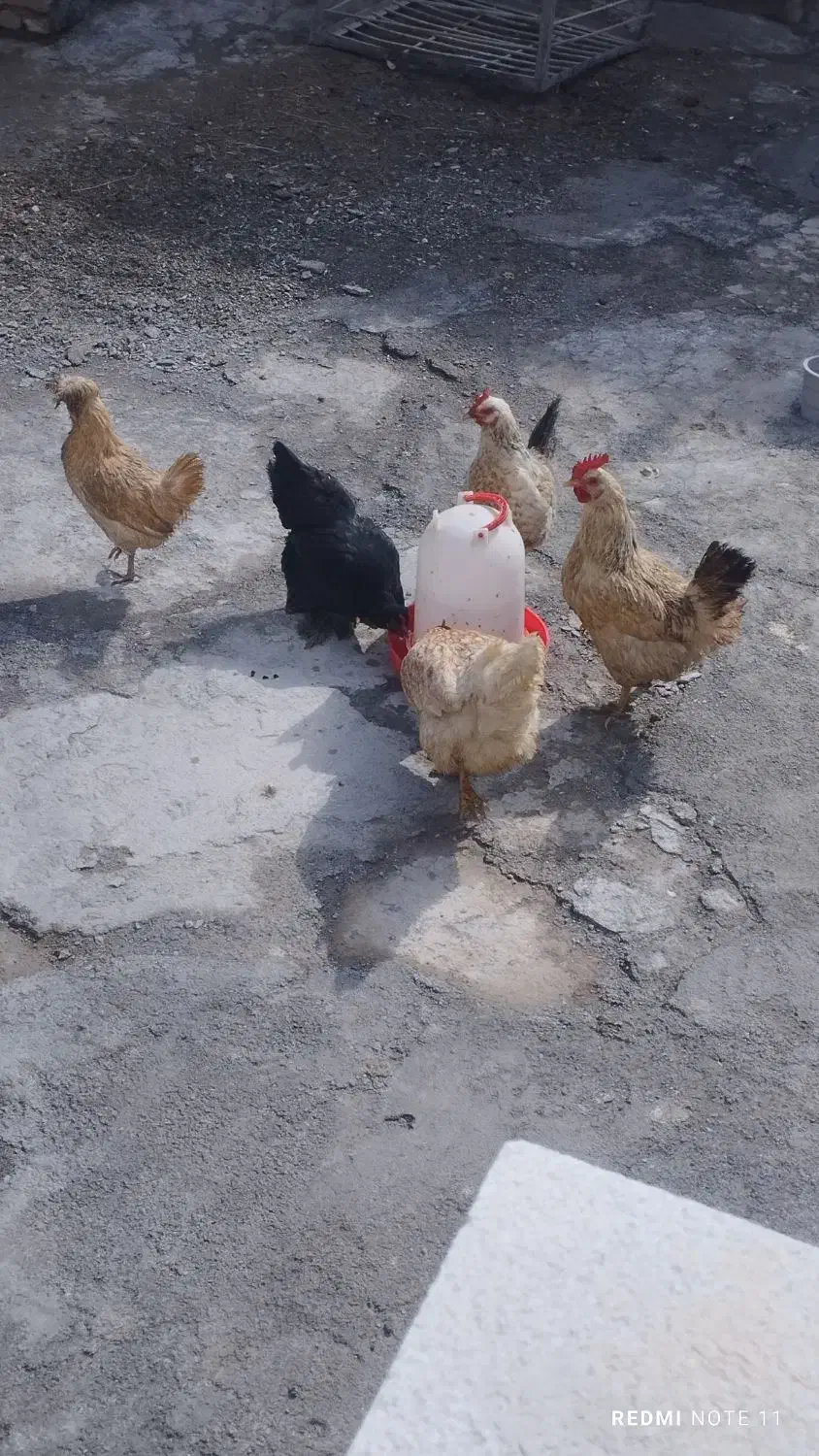 مرغ تخم گزار|حیوانات مزرعه|خوانسار, |دیوار