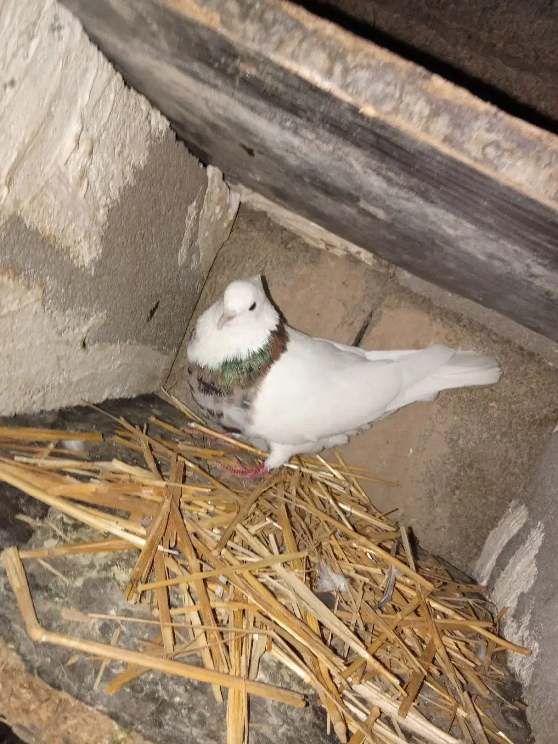 کبوتر خوب|پرنده|گتوند, |دیوار