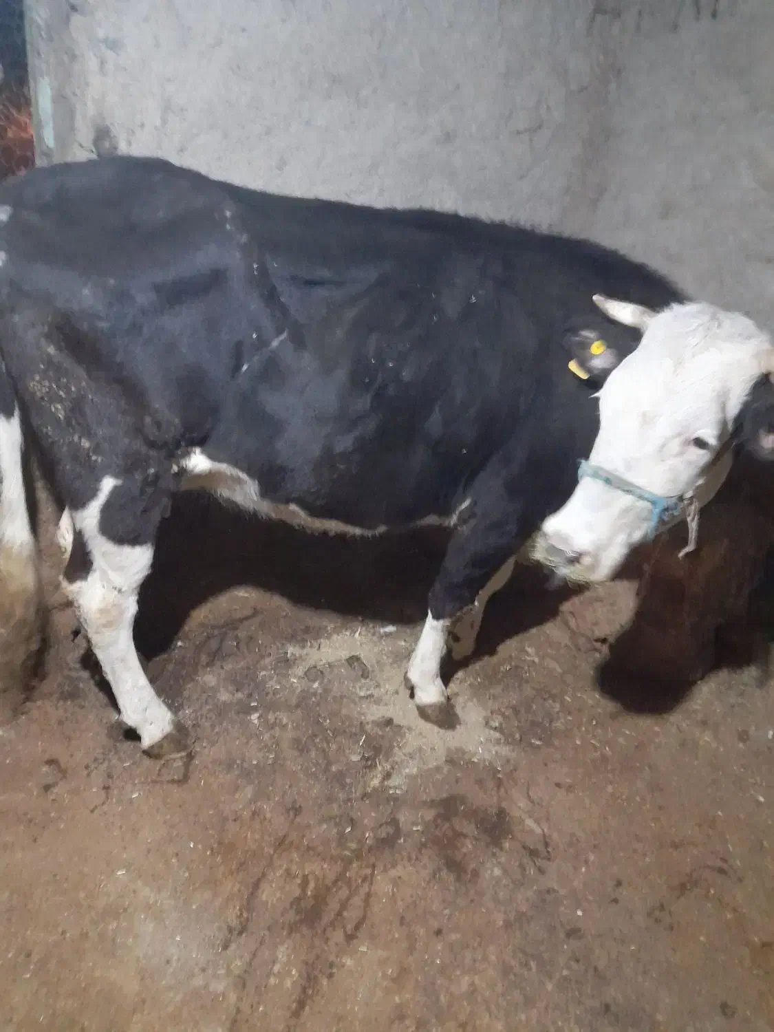 گاو سمینتال|حیوانات مزرعه|مریوان, |دیوار