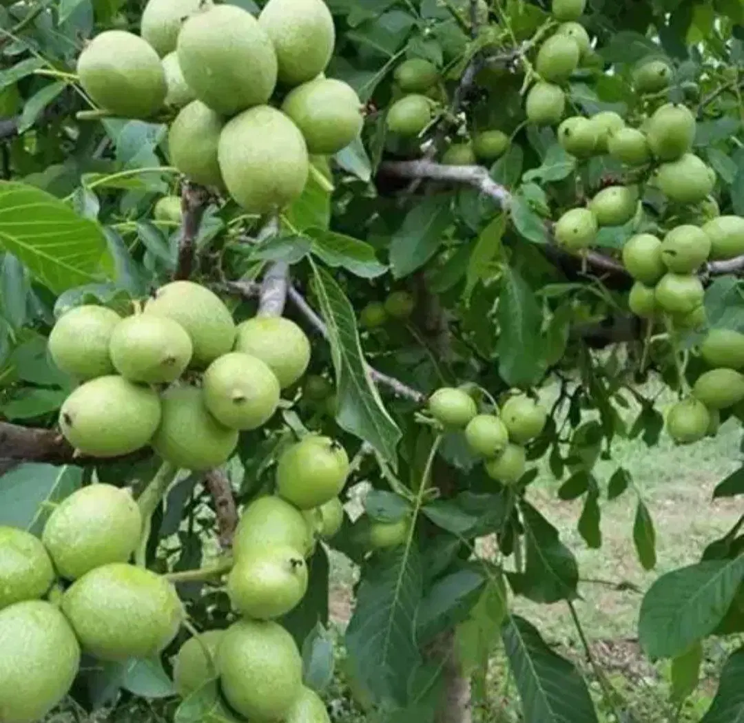 فروش عمده و جزئی گردوی چندلر و فرانیس|خدمات باغبانی و درختکاری|شیراز, صاحب الزمان|دیوار