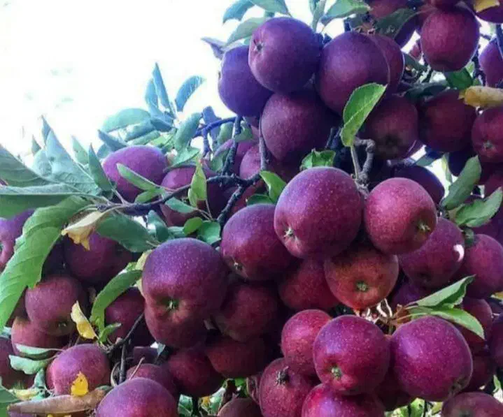 نهال های تجارتی و ممتاز|خدمات باغبانی و درختکاری|بافت, |دیوار