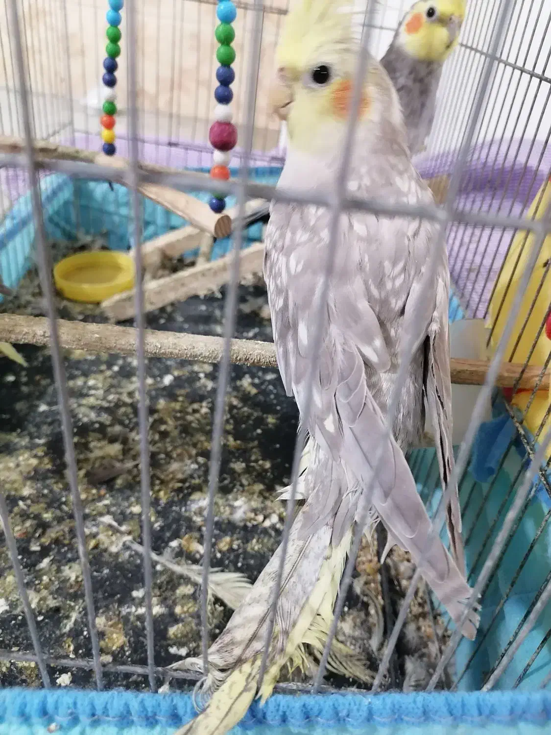 عروس هلندی|پرنده|قائم‌شهر, |دیوار